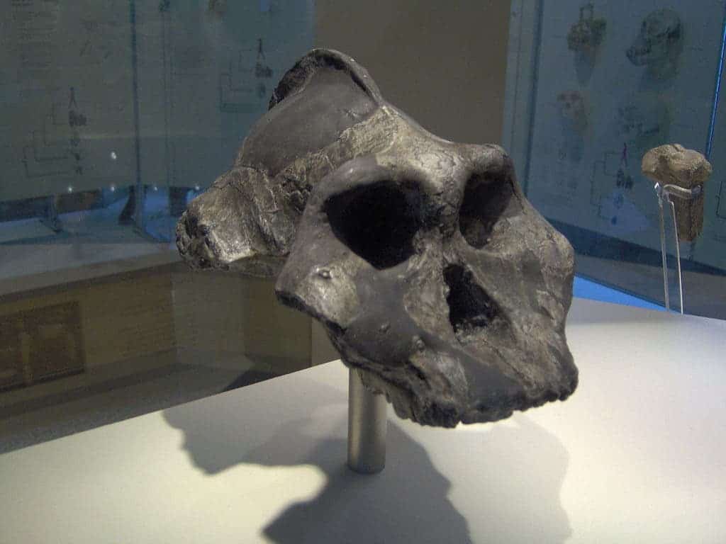 Paranthropus aethiopicus skull ("Black Skull") replica. Credit: Wikimedia Commons.