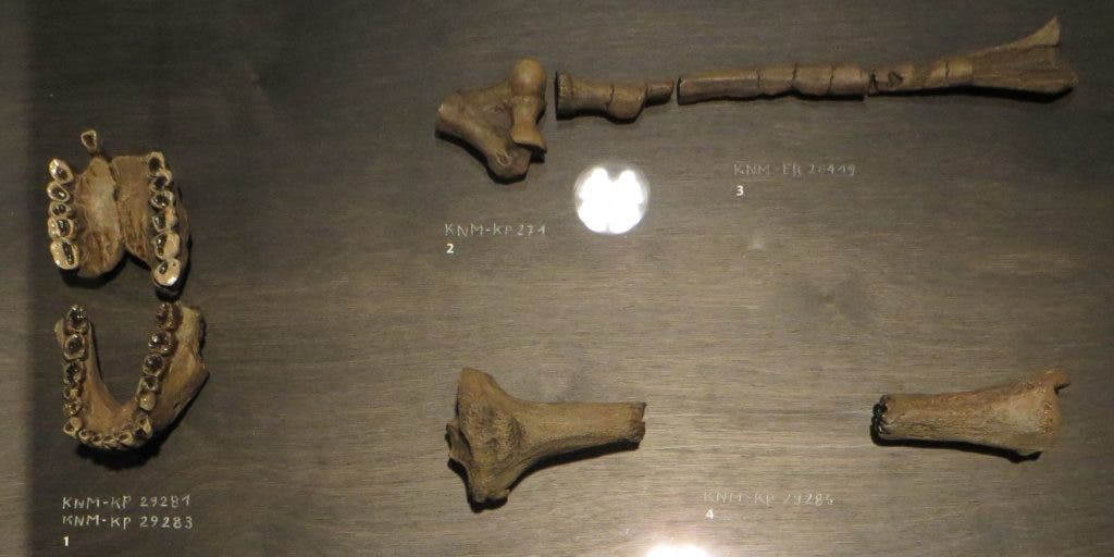 Australopithecus anamensis fossils at display at the Royal Belgian Institute of Natural Sciences, Brussels. Credit: Wikimedia Commons.