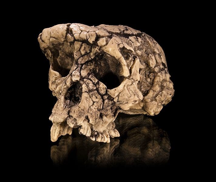 Cast of a Sahelanthropus tchadensis skull (Toumaï). Credit: Wikimedia Commons.