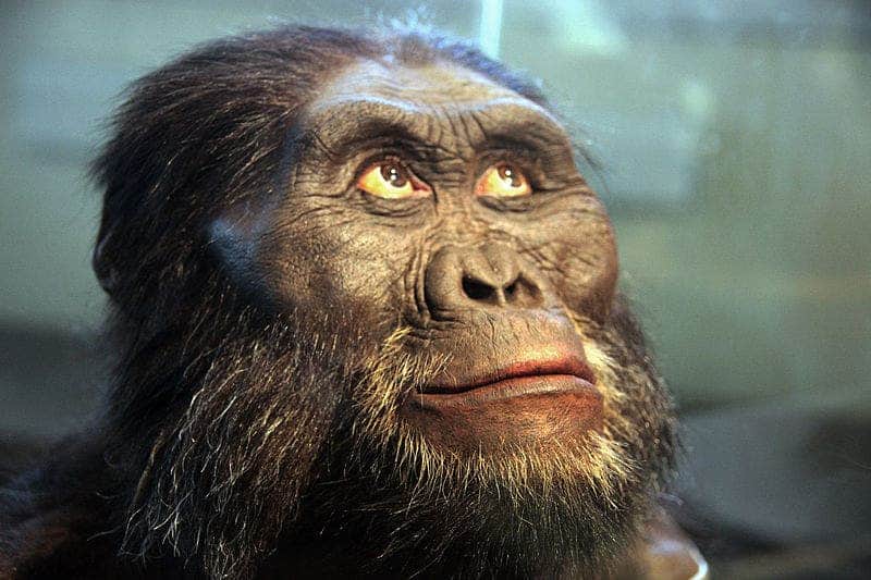 A. afarensis, forensic facial reconstruction. Credit: Wikimedia Commons.