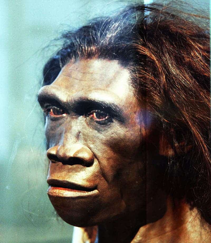 Forensic reconstruction of an adult female Homo erectus. Credit: Wikimedia Commons.