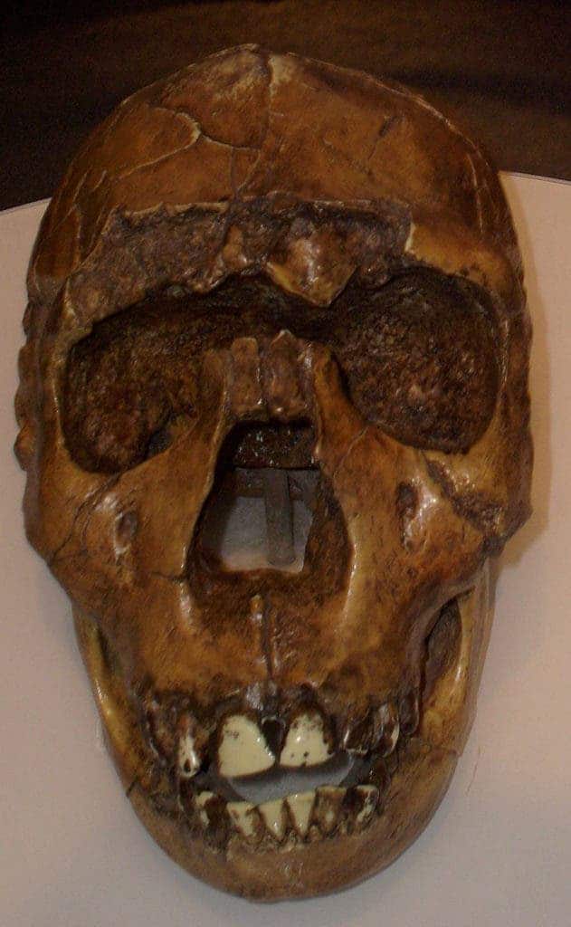 Homo ergaster skull reconstruction of the Turkana Boy/Nariokotome Boy from Lake Turkana, Kenya. Museum of Man, San Diego. Credit: Wikimedia Commons.
