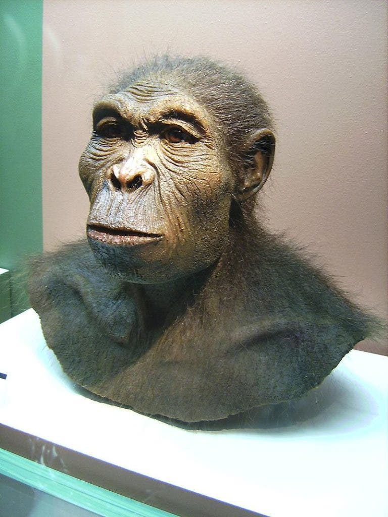 Forensic reconstruction of Homo habilis, , exhibit in LWL-Museum für Archäologie, Herne, Germany. Credit: Wikimedia Commons.