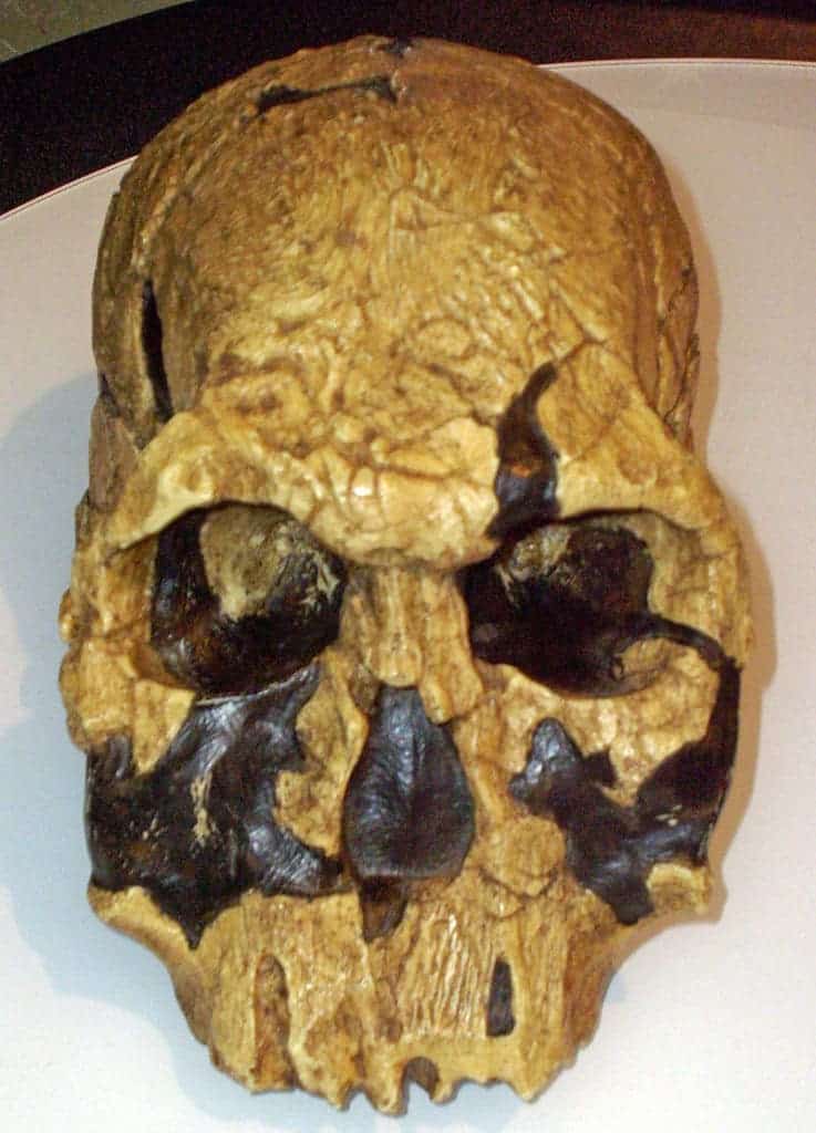 Homo rudolfensis skull (KNM ER 1470) reconstruction displayed at Museum of Man, San Diego. Credit: Wikimedia Commons.