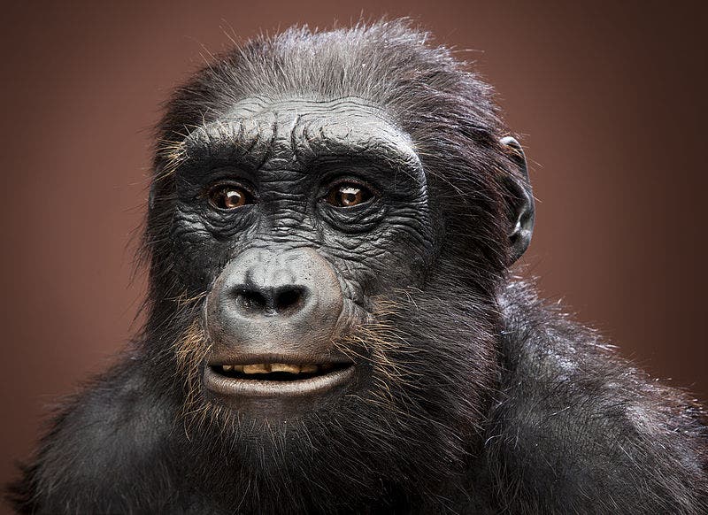 Artist recreation of Sahelanthropus tchadensis by artist John Gurche, Trumansburg, NY. This species lived sometime between 7 and 6 million years ago in West-Central Africa (Chad). Credit: Wikimedia Commons.