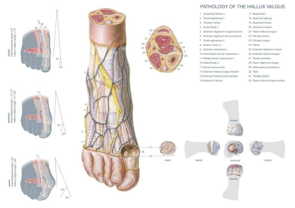 Human Dissection.