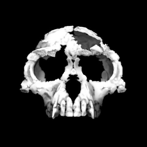 Ardipithecus ramidus specimen, nicknamed Ardi. Credit: Wikimedia Commons.