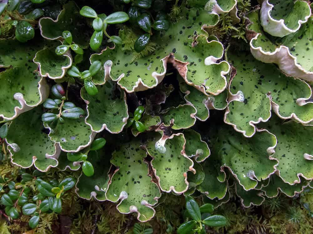 Peltigera aphthosa.