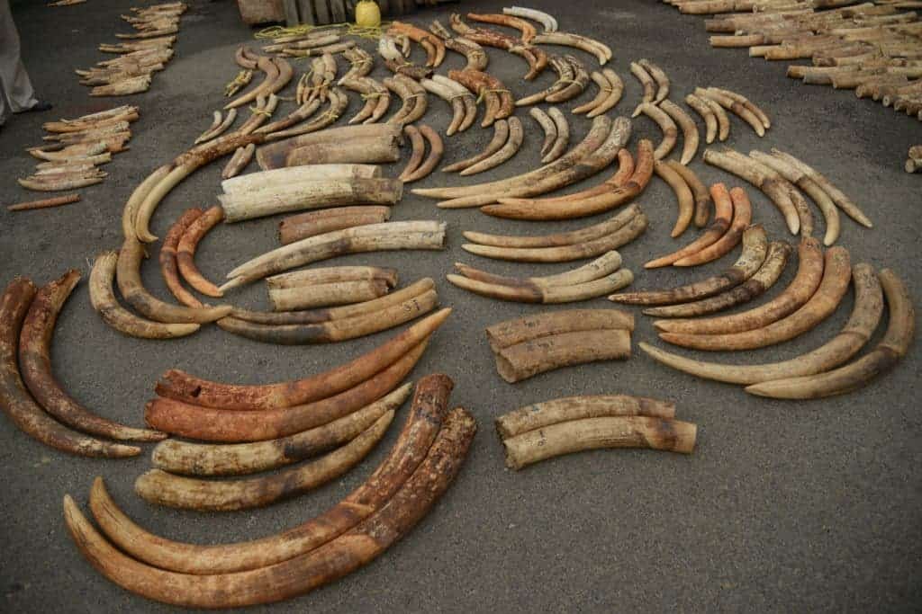 Tusks.