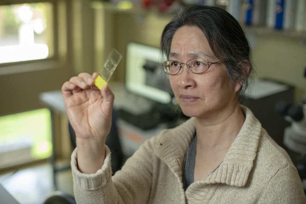 Professor Li Liu examining ancient starch grains. Credit: L.A. Cicero.