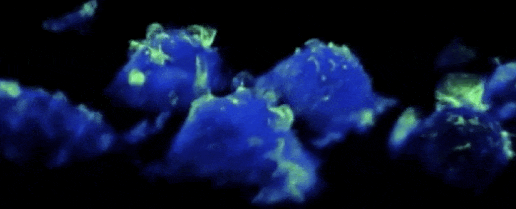 Immune cell gif.