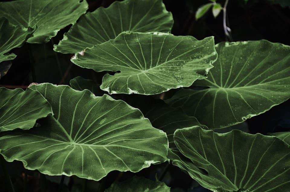 Leaf.