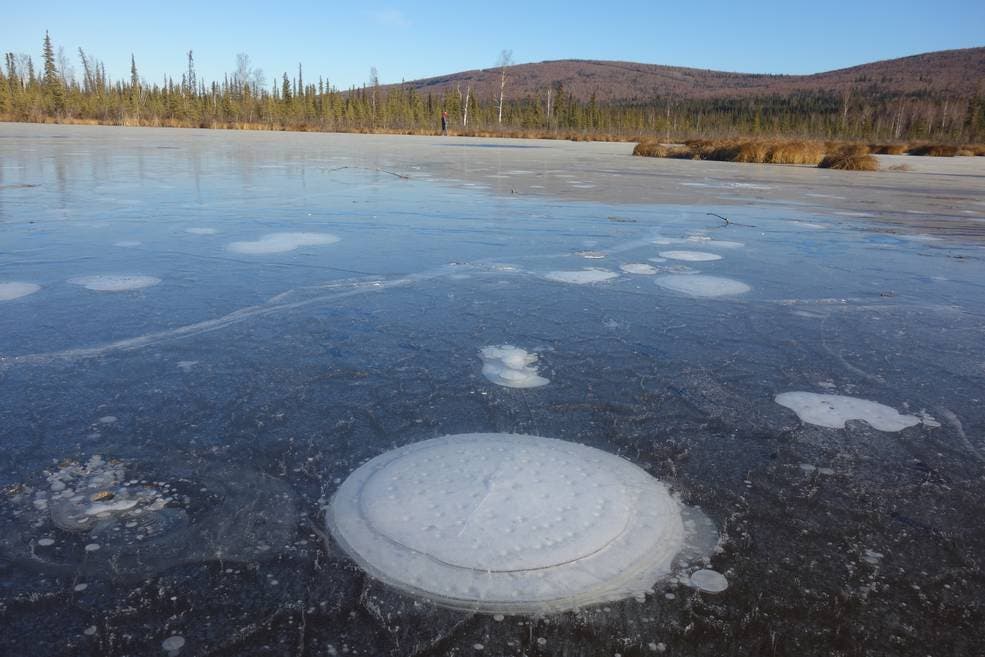 Methane bubbles up from the thawed permafrost at the bottom of the thermokarst lake through the ice at its surface. Credits: Katey Walter Anthony/ University of Alaska Fairbanks.