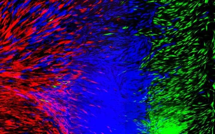 Fluorescent 3d-printed tissue.