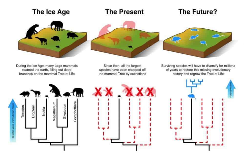 How small mammals need to evolve in order to diversity and make up for the loss of large mammals. Credit: Matt Davis, Aarhus University.