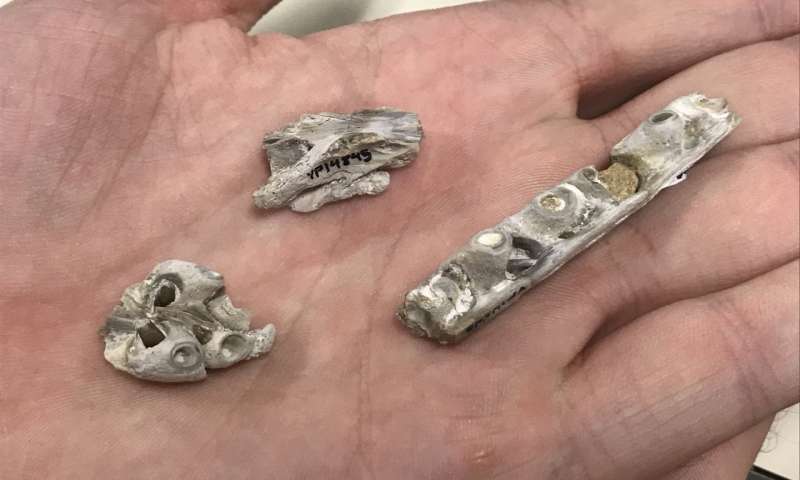 Smallest tylosaur.