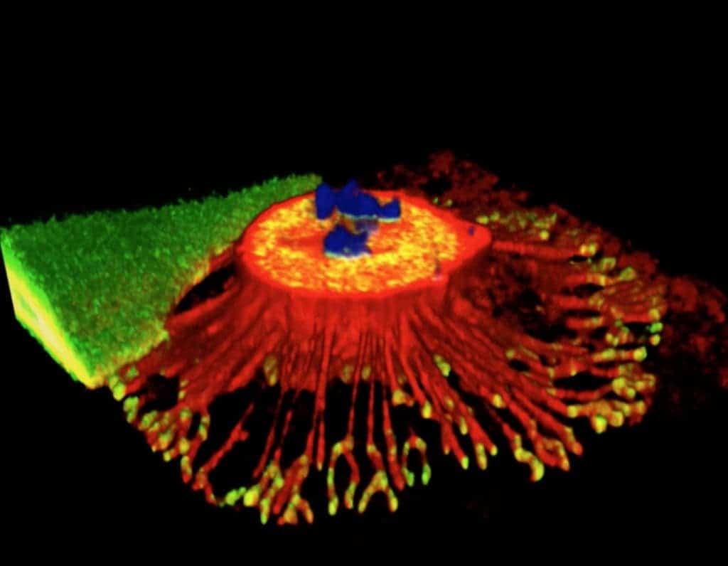 Reticular adhesions.