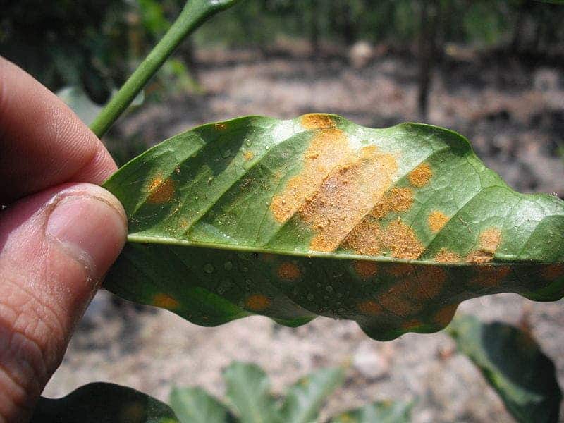 Severe symptoms of leaf rust. Credit: Wikimedia Commons.