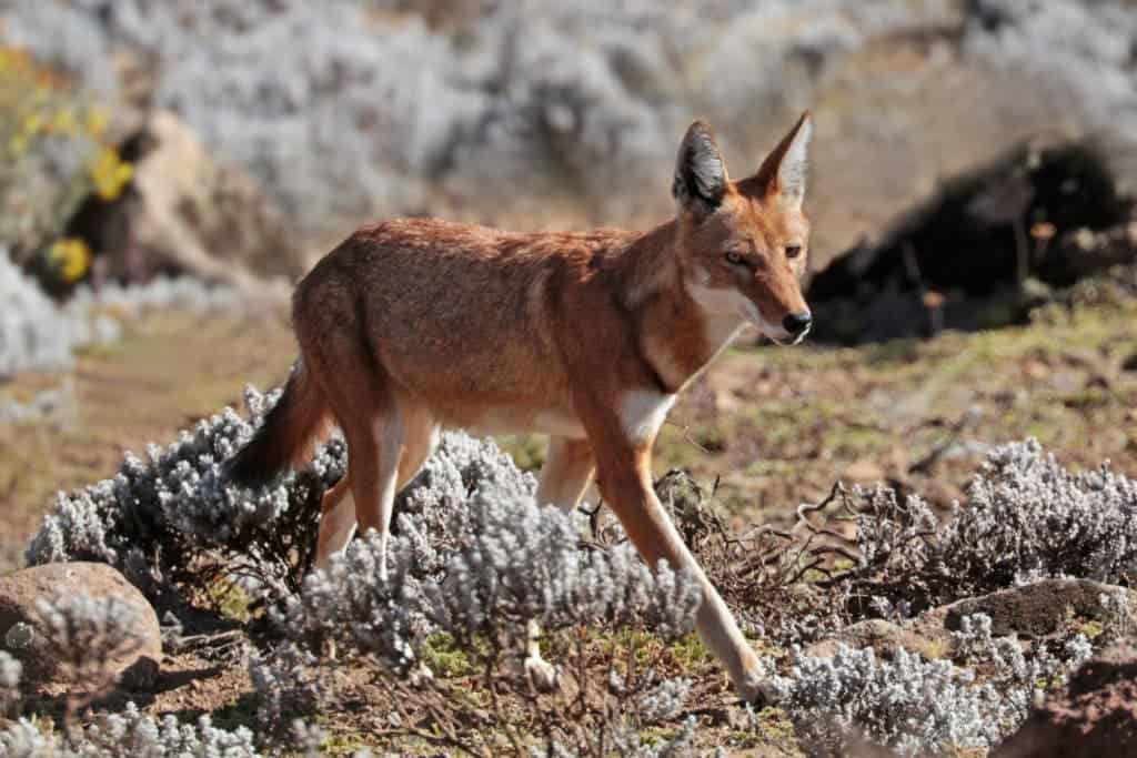 The Ethiopian Wolf -- also known as ‘ky kebero’, which means red jackal -- is one of the rarest and most endangered of all canids. Credit: Wikimedia Commons.