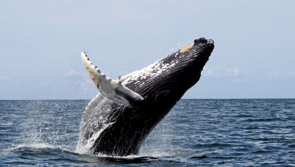 Credit: Wikimedia Commons.