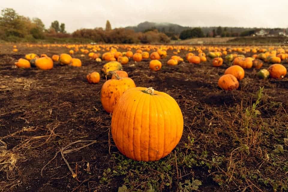 Pumpkin patch.