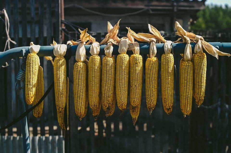 Maize.