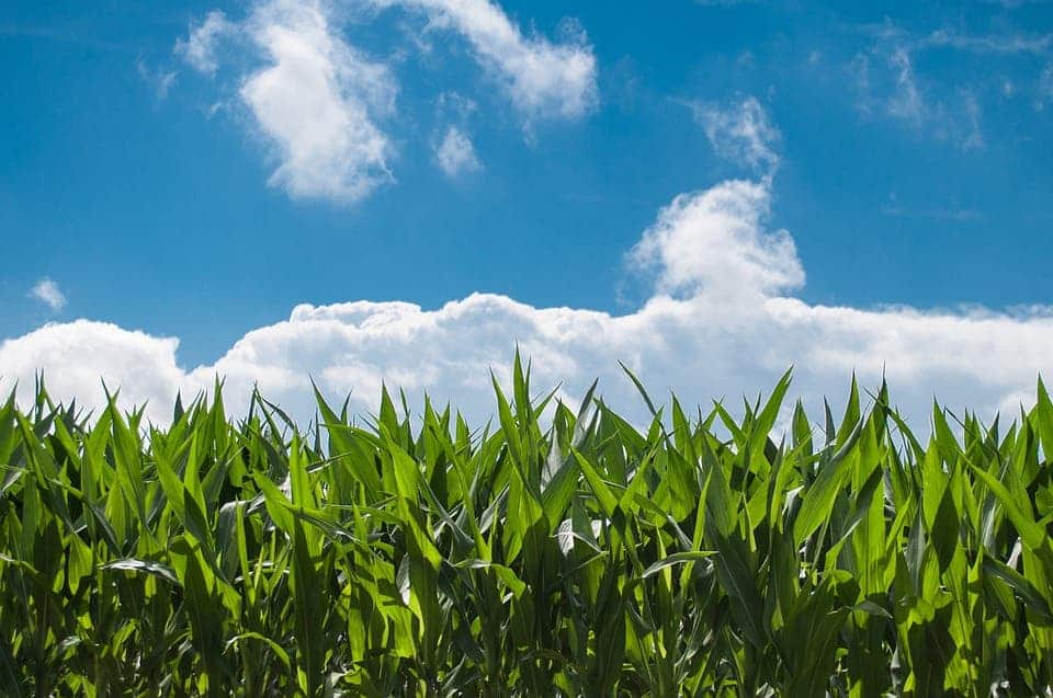 Corn Field.