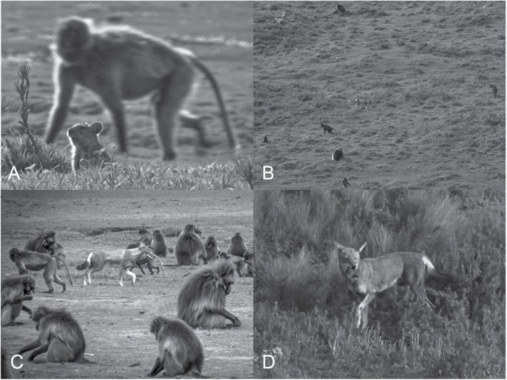 A) An Afroalpine rodent among geladas (Theropithecus gelada); B and C) Ethiopian wolves (Canis simensis) foraging for rodents among geladas; and D) an Ethiopian wolf successfully captures a rodent while among geladas. Credit: Journal of Mammalogy.