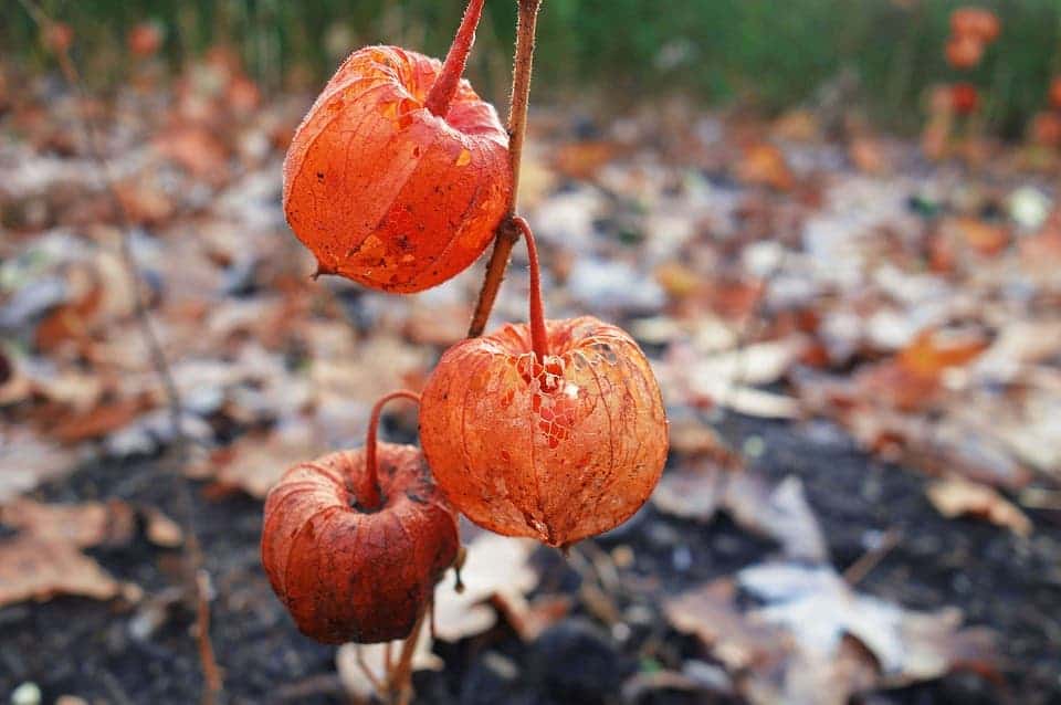 Ground cherry