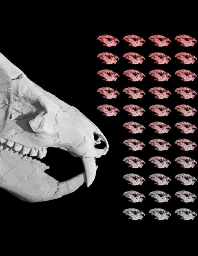 A figure representing the 38 Kayentatherium babies found with an adult specimen. Credit: University of Texas.