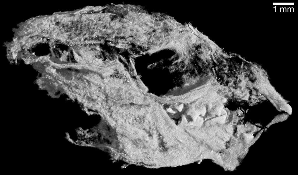 The skull of a baby Kayentatherium, which is only about 1 centimeter long. Credit: Eva Hoffman / The University of Texas at Austin.