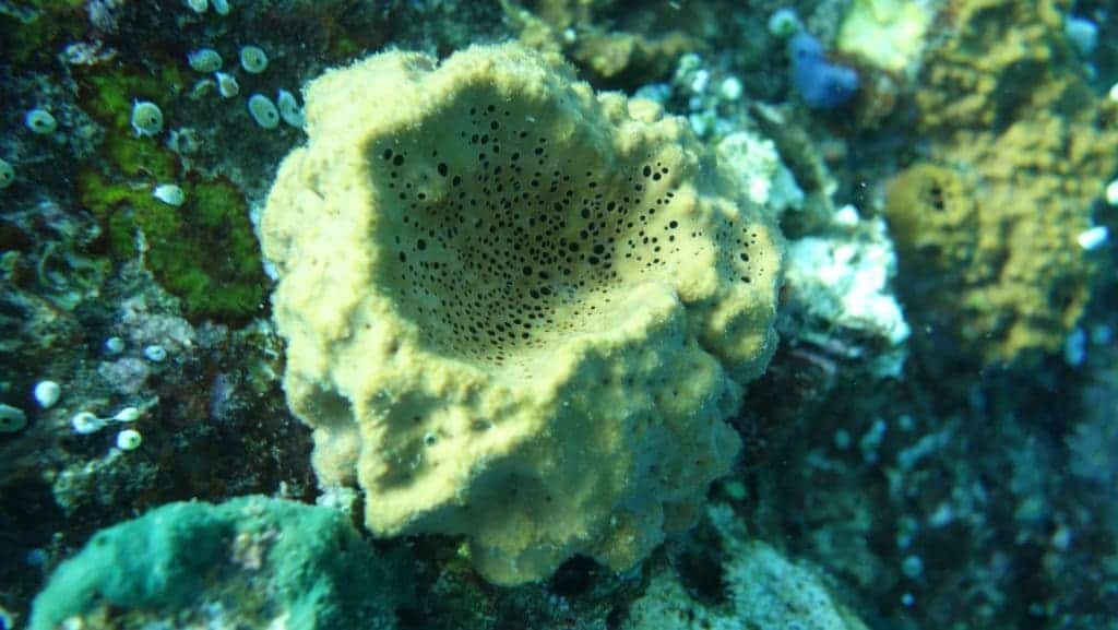 Rhabdastrella globostellata, a modern demosponge that produces the same 26-mes steroids that the researchers found in ancient rocks. Credit: Paco Cárdenas.
