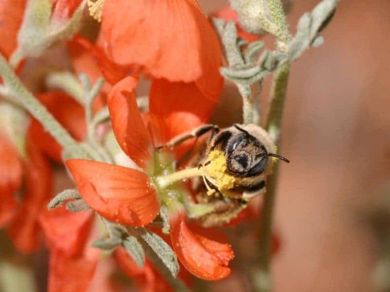 Bee Grand Staircase-Escalante National Monument.
