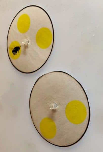 Bee experiment.