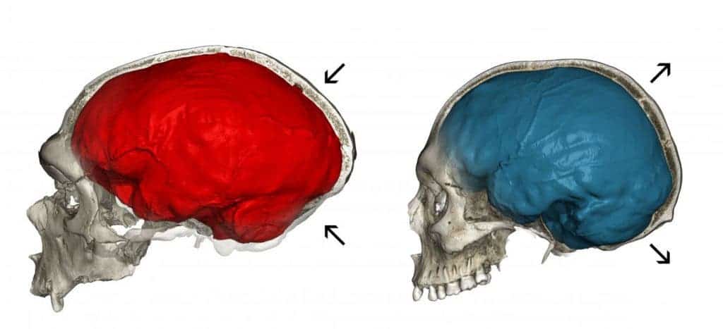 This image shows a CT scan of the Neandertal fossil (left) with a typical elongated endocranial imprint (red) and a CT scan of a modern human (right) showing the characteristic globular endocranial shape (blue). Credit: Philipp Gunz.
