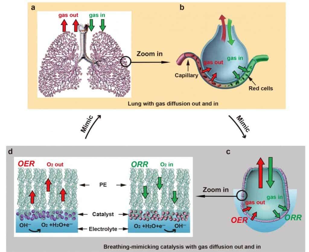 Gas exchange in mammalian lungs and the new Stanford system that turns water into fuel. Credit: Li et al. / Joule.
