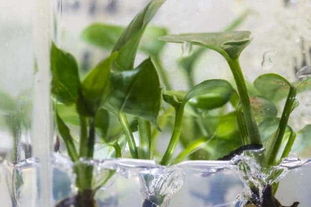 A common houseplant—pothos ivy— was genetically modified to remove chloroform and benzene from the air around it. Credit: Mark Stone/University of Washington.