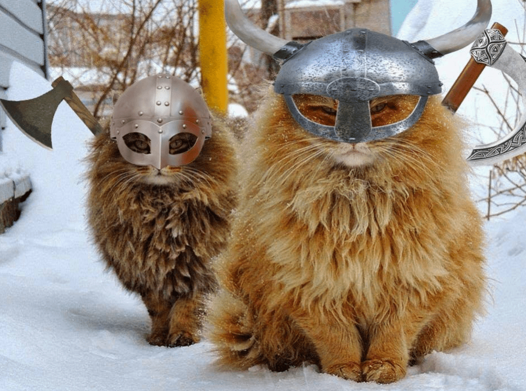 Credit: lifewithcats.tv.