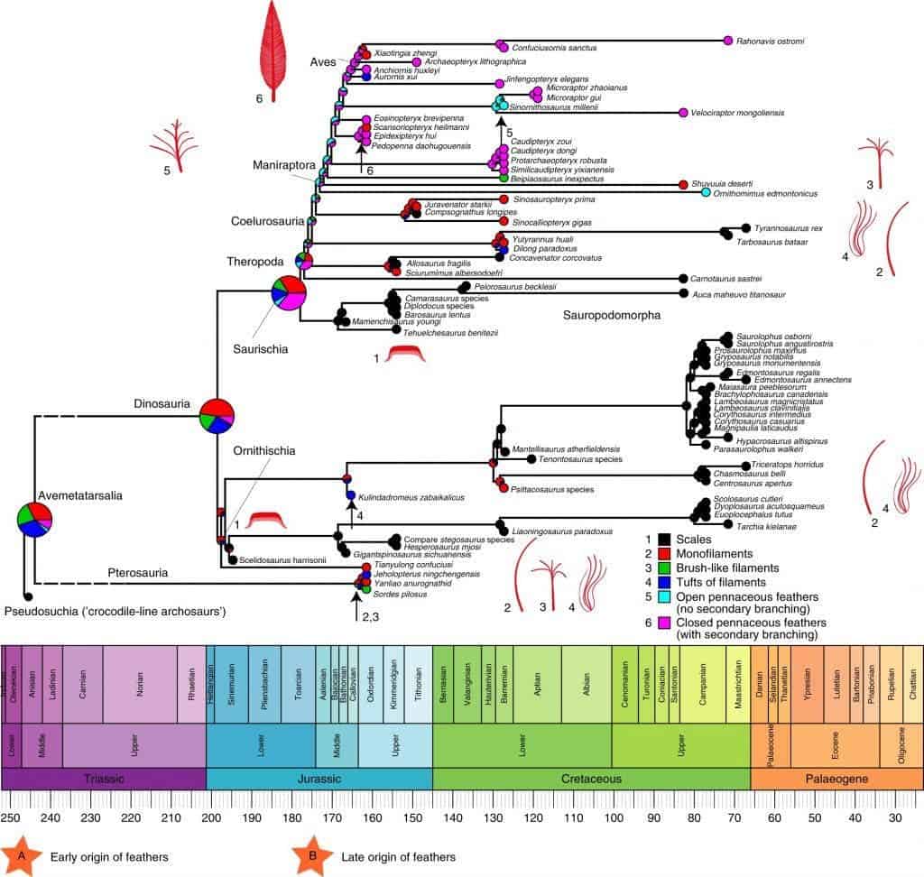 Timeline of feather evolution. Credit: : Baoyu Jiang, Michael Benton et al./Nature Ecology & Evolution.