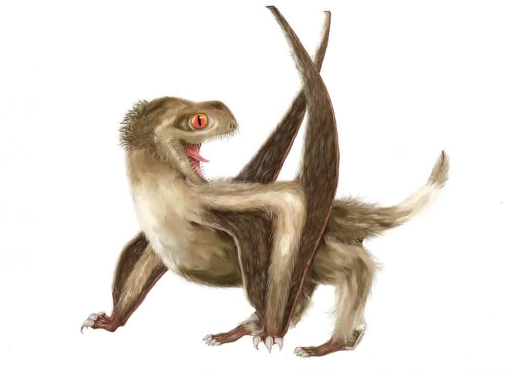 Artist impression of Daohugou pterosaur showing four different types of feathers covering the head, neck, body, and wings. Credit: Yuan Zhang.