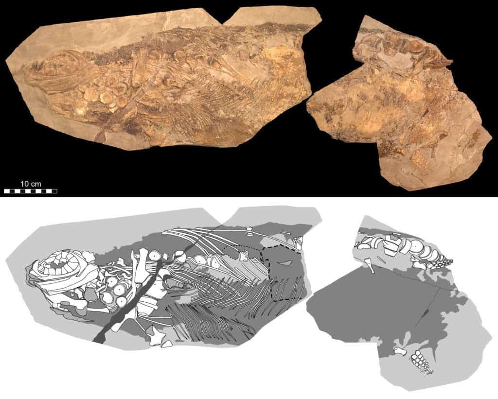 Photographic (top) and diagrammatic (bottom) representation of the 85-cm-long fossil (which corresponds to roughly half of the original length of the animal). Credit: Johan Lindgren. 
