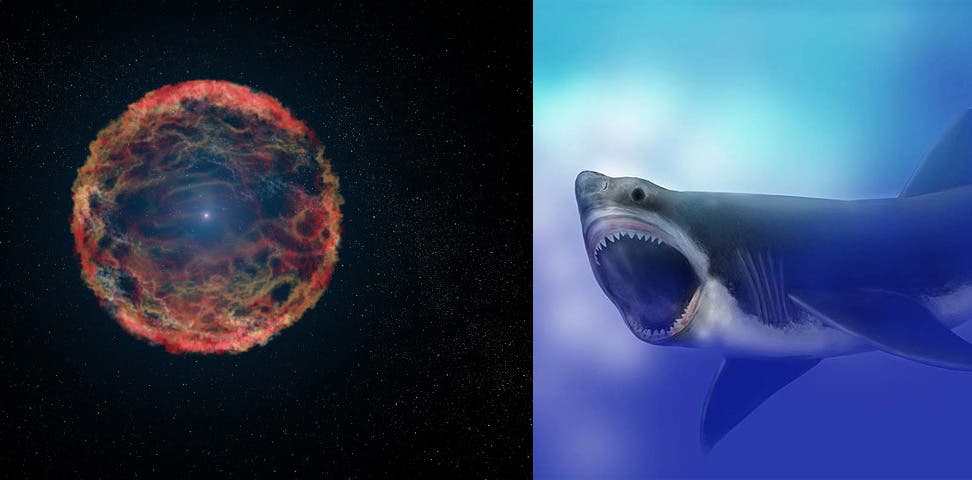 A supernova explosion may have triggered radiation exposure in Megalodon and countless other ancient marine megafauna. Credit: NASA Goddard Photo/Wikimedia Commons.
