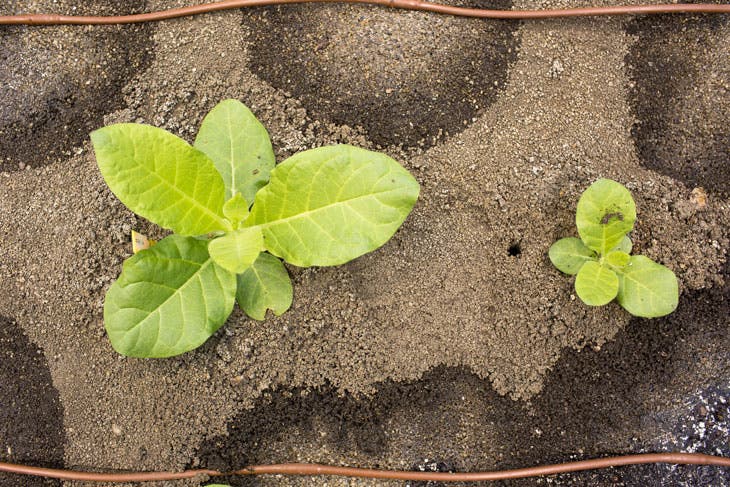 Modified tobacco (left) vs unmodified plant (right). Credit: RIPE.