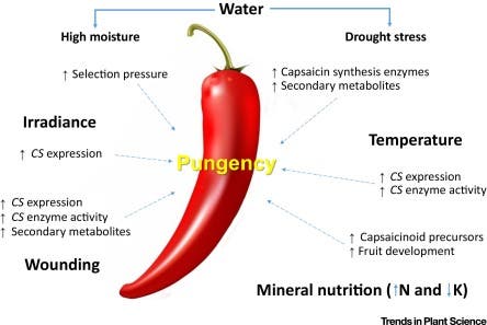 . The expression of the gene (CS) encoding capsaicinoid synthase is directly affected by irradiance, temperature, and wounding. Higher temperatures and wounding also increase this enzyme activity. Credit: Trends in Plant Science.