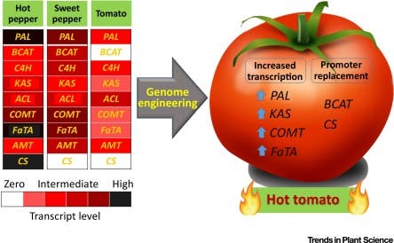 Transcriptional profile of genes related to the metabolism of pungency in hot pepper, sweet pepper, and tomato. Credit: Trends in Plant Science.