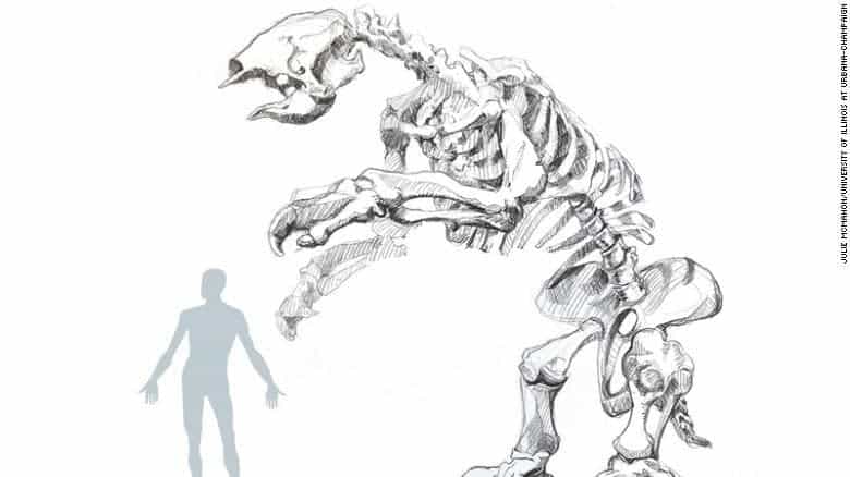 Illustration of giant sloth skeleton alongside human for scale. Credit: the University of Illinois at Urbana-Champaign. 