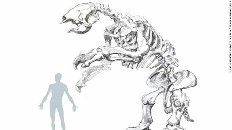 Illustration of giant sloth skeleton alongside human for scale. Credit: the University of Illinois at Urbana-Champaign.