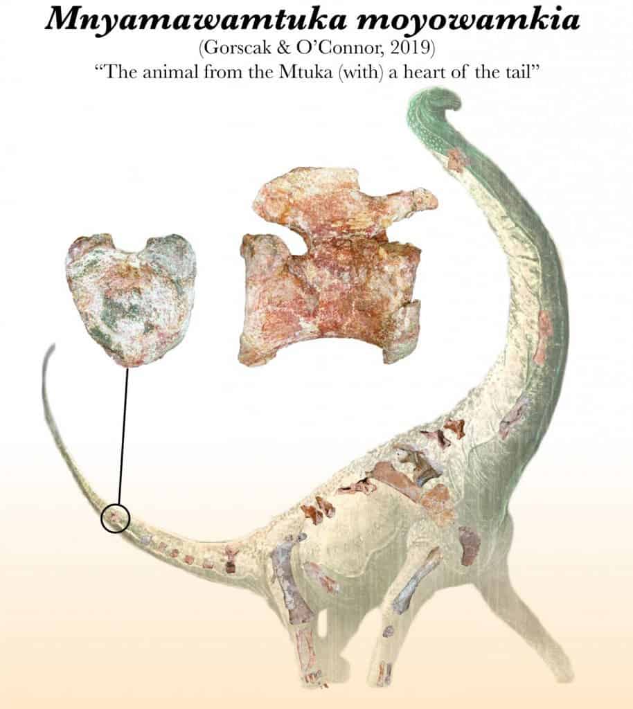 new titanosaur fossil