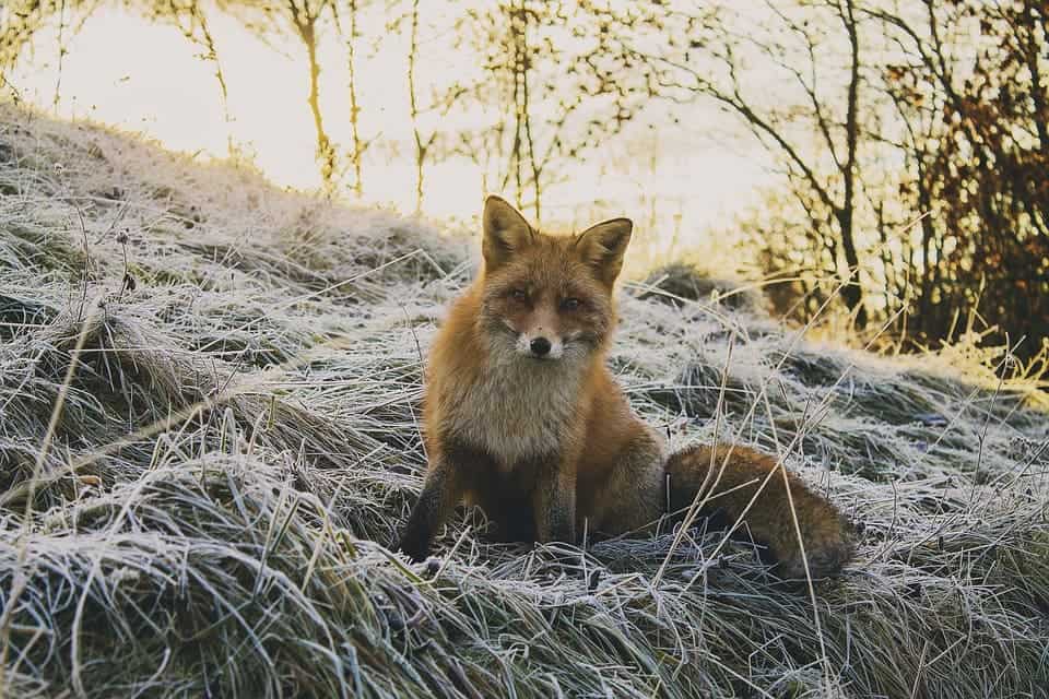Fox.