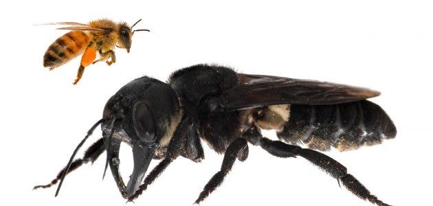 Wallace's giant bee is about four times larger than a honeybee. Credit: Global Wildlife Conservation.